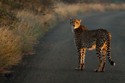 Cheetah of Kruger National Park