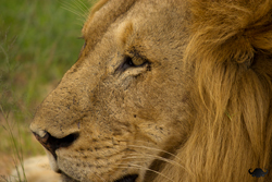 A Kruger lions soul