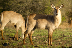 Waterbuck in the morning light