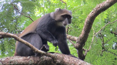 Sykes' monkey
