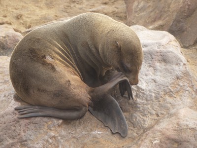 Cape fur seal