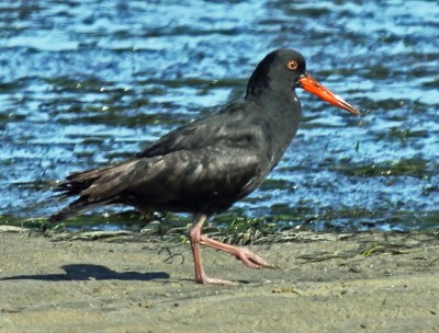 African black oystercatcher