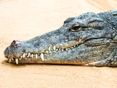 Nile Crocodile