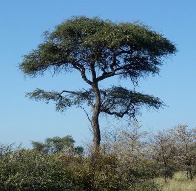 Camel thorn