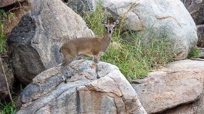 Klipspringer