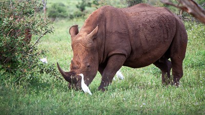 White rhinoceros