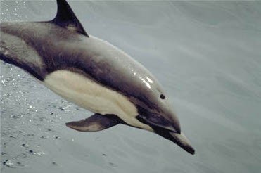Long-beaked common dolphin