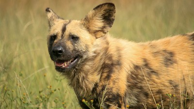 African wild dog