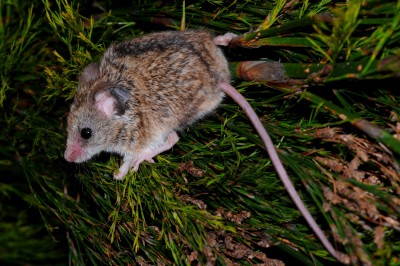 Brants's climbing mouse