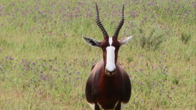 Bontebok