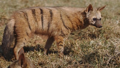 Aardwolf