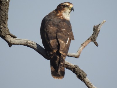 African cuckoo hawk