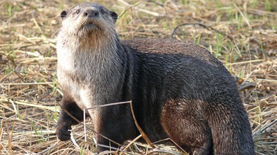 African clawless otter