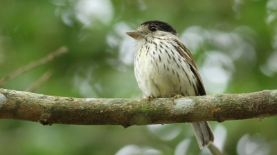 African broadbill