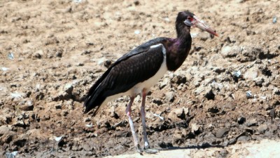 Abdim's stork