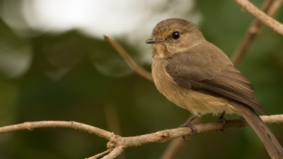 African dusky flycatcher