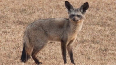 Bat-eared fox