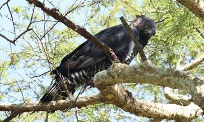 African crowned eagle