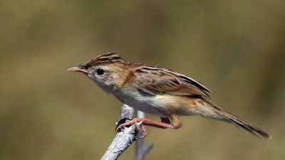 Zitting cisticola
