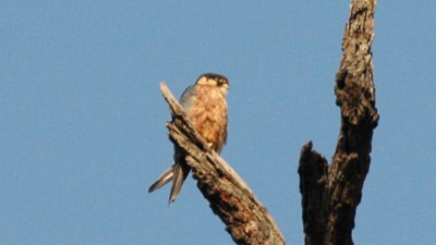 African hobby
