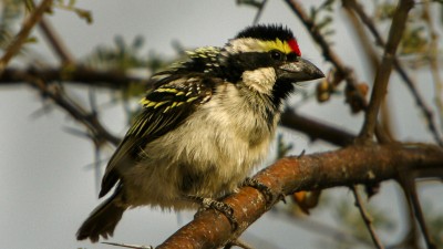 Acacia pied barbet