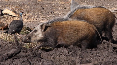 Bushpig