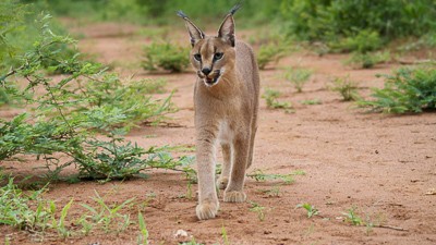 Caracal