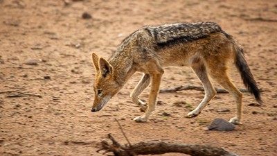 Black-backed jackal