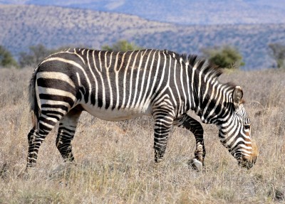Mountain zebra
