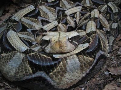 Gaboon Viper