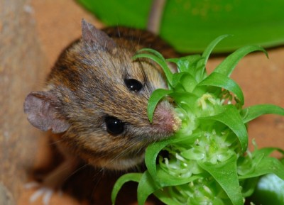 Namaqua rock rat