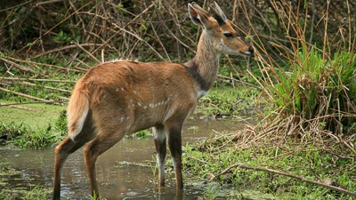Bushbuck