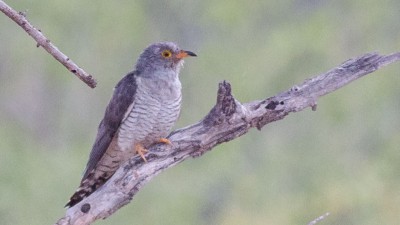 African cuckoo