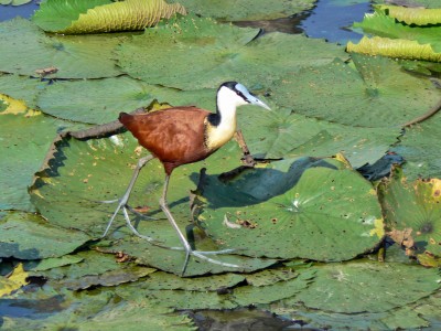 African jacana