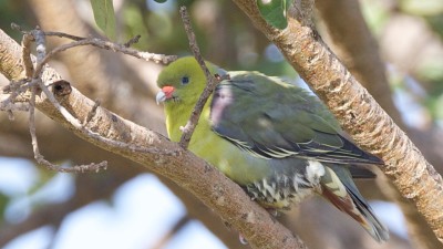African green pigeon