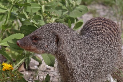 Banded mongoose