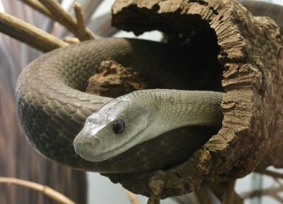 Black Mamba