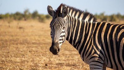 Plains zebra