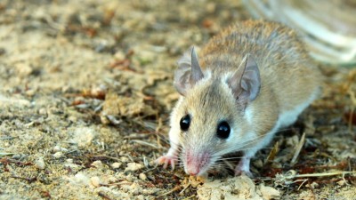Spiny mouse