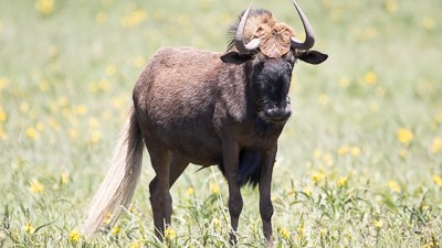 Black wildebeest