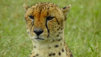 Cheetah