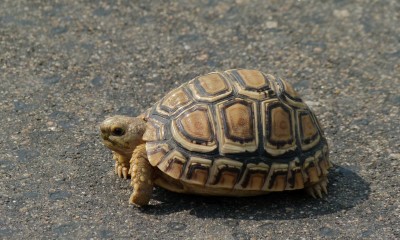 Leopard Tortoise