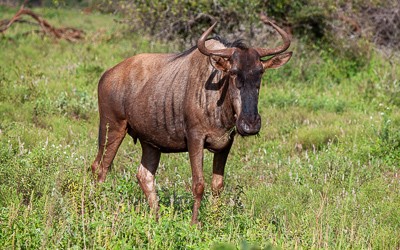 Blue wildebeest