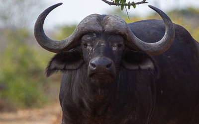 African buffalo