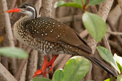 African finfoot