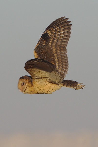 African grass owl