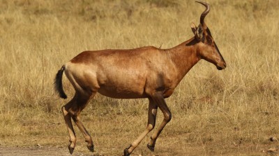Red hartebeest